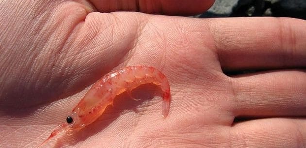 Conheça os benefícios de comer Krill