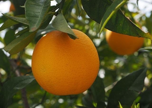 laranja