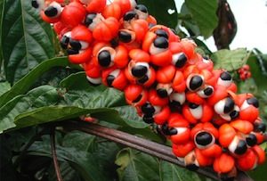 Contra-indicações e efeitos colaterais do guaraná