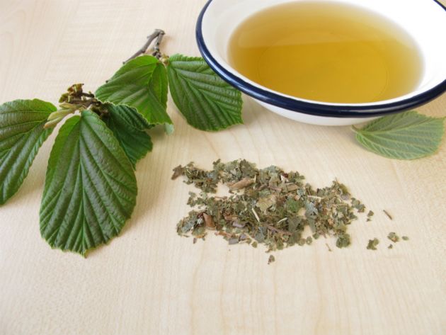 Hamamelis e suas propriedades medicinais.