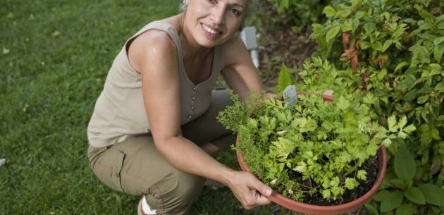 Como cultivar plantas medicinais em casa?