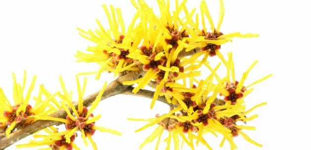 Hamamelis e suas propriedades medicinais