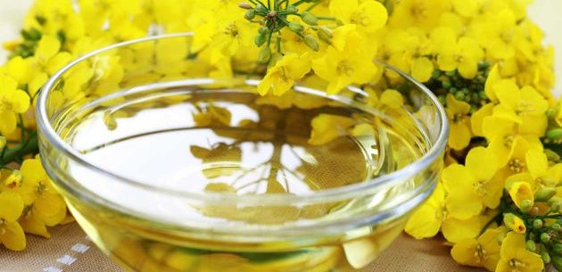 Por que o óleo de canola é saudável?