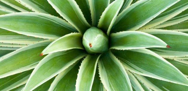 Propriedades da planta agave