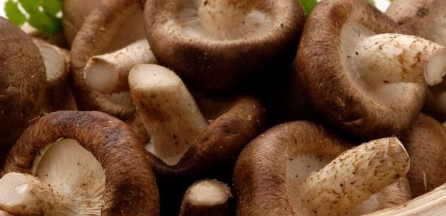 Propriedades dos cogumelos Shiitake
