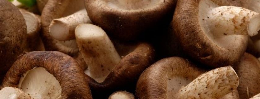 Propriedades dos cogumelos Shiitake