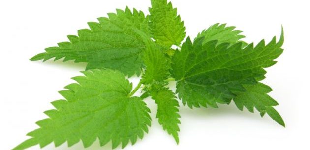 Propriedades da urtiga verde