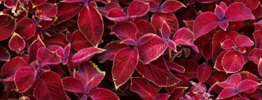 Propriedades medicinais da urtiga roxa