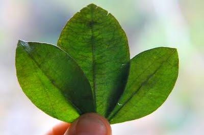 Usos medicinais da folha de coca