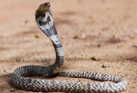 Remédios feitos com veneno de cobra contra o câncer
