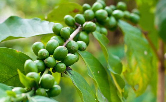 Emagreça com o café verde