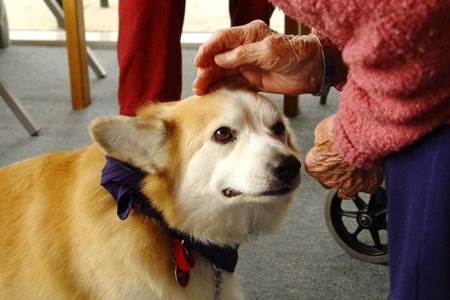 terapia com cães 1
