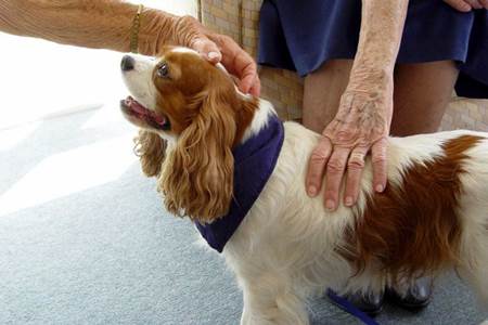 terapia com cães 2