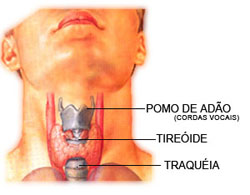 Tireóide: Hipertireoidismo e hipotireoidismo