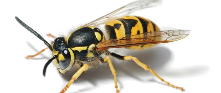Como saber se você é alérgico a abelhas e vespas