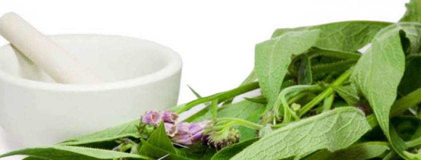 Plantas medicinais com benefícios incríveis para os músculos