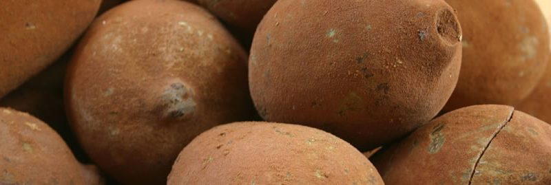 Benefícios do cupuaçu e suas propriedades nutricionais