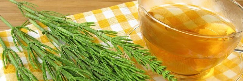 Cavalinha: 14 benefícios desta incrível planta para a saúde