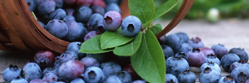 9 antibióticos naturais que podemos encontrar na cozinha