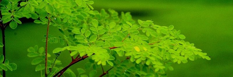 Benefícios do azeite de moringa para a beleza