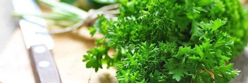 15 benefícios da salsa para a nossa saúde