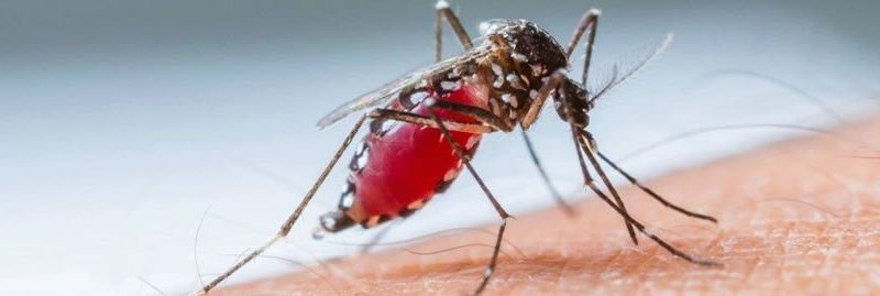 Zika Vírus: sintomas, tratamentos e prevenção