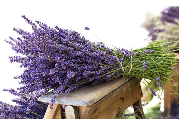 As melhores propriedades curativas da lavanda-3
