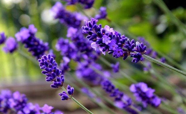 As melhores propriedades curativas da lavanda