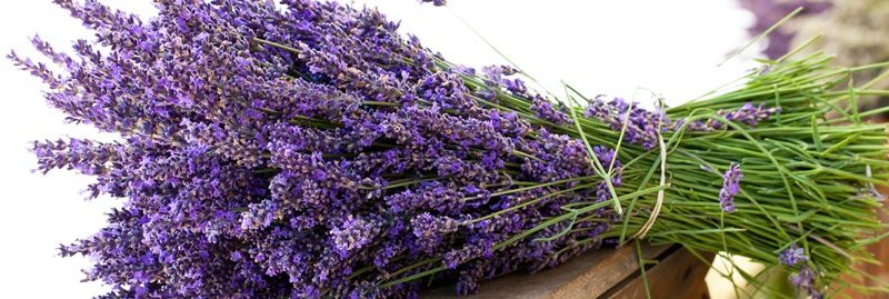 As melhores propriedades curativas da lavanda