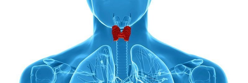 4 remédios caseiros para tratar o hipertireoidismo