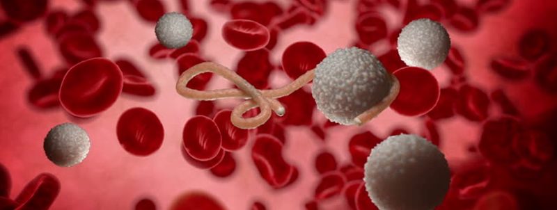 O que é o vírus ebola e como podemos evita-lo
