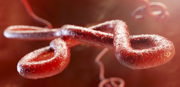 O que é o vírus ebola e como podemos evita-lo