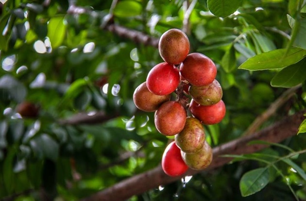 beneficios-da-siriguela