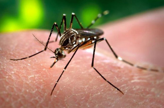 chikungunya doença transmitida pelo aedes aegypti