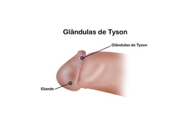 Glândulas de Tyson