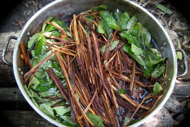 ayahuasca