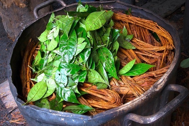 ayahuasca