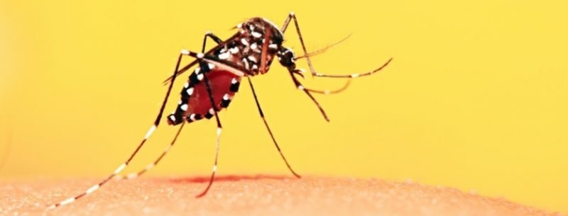Febre amarela: o que é, quais seus sintomas e tudo sobre a vacina