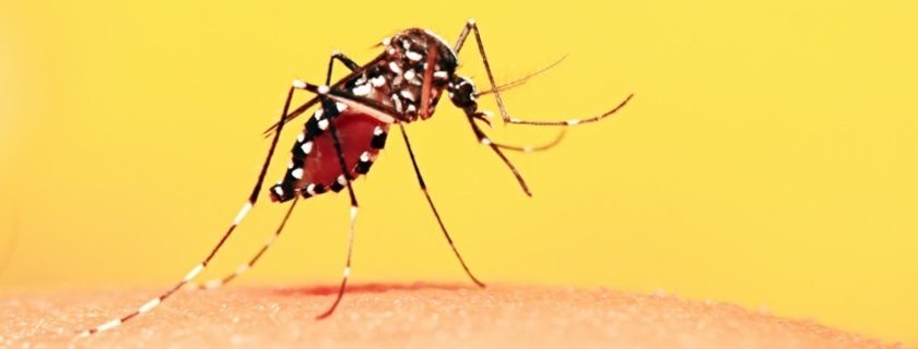 Febre amarela: o que é, quais seus sintomas e tudo sobre a vacina