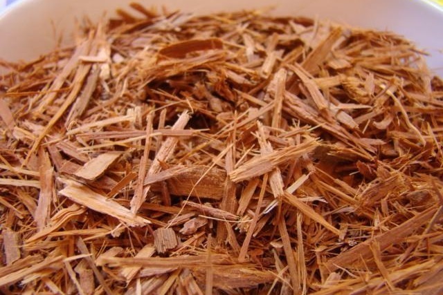 catuaba