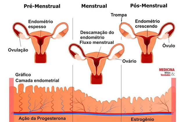 ciclo menstrual