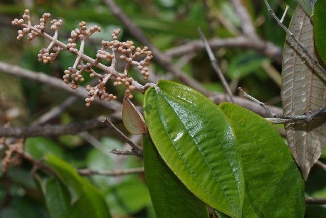 canela de velho