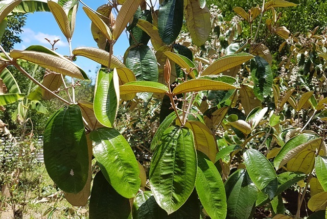 canela de velho