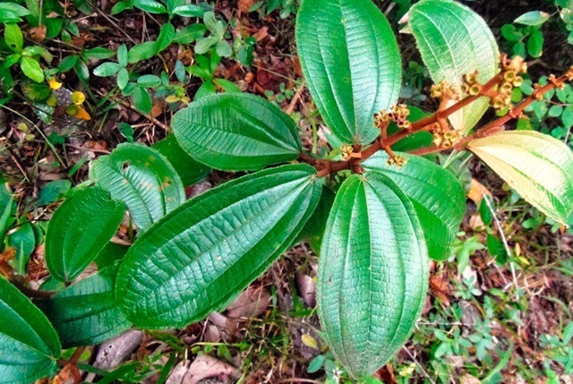 canela de velho