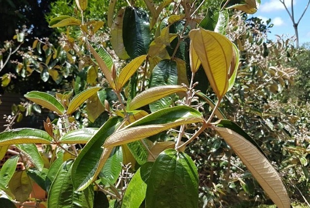 canela de velho