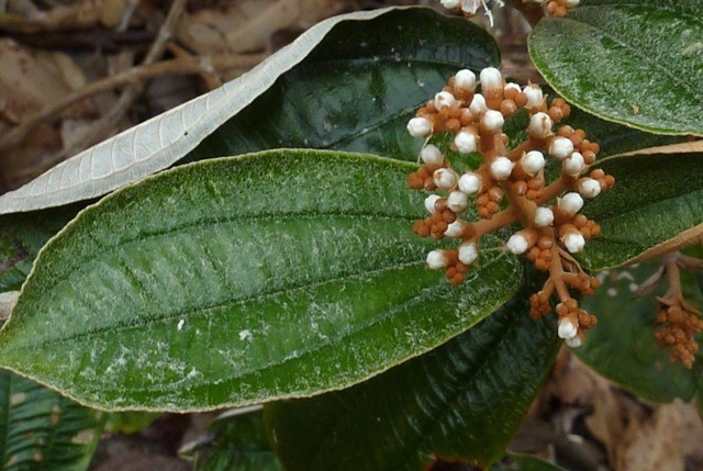 canela de velho