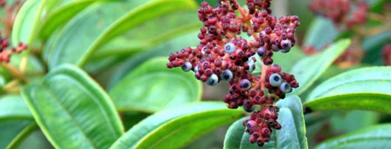 Chá de canela de velho: para que serve, como fazer e contraindicações