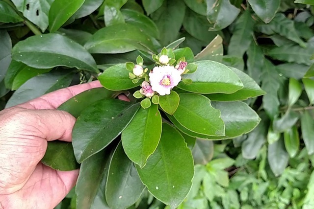Como plantar ora pro nobis